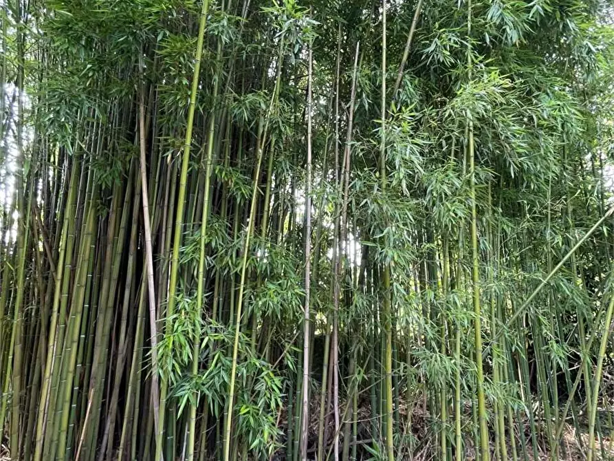 Immagine 55 di Villa in vendita  in Via Giusto Lanteri 34 a Cumiana