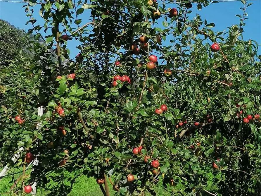 Immagine 20 di Casa bifamiliare in vendita  in via Mondovì 36 a Envie
