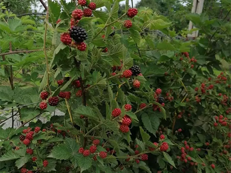 Immagine 23 di Casa bifamiliare in vendita  in via Mondovì 36 a Envie
