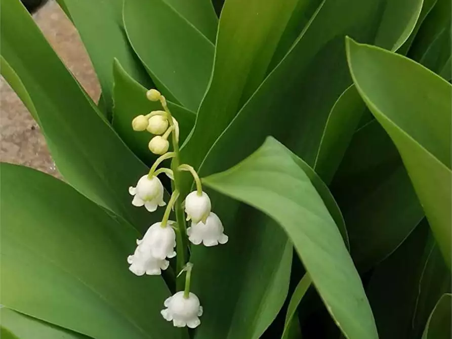 Immagine 34 di Casa bifamiliare in vendita  in via Mondovì 36 a Envie