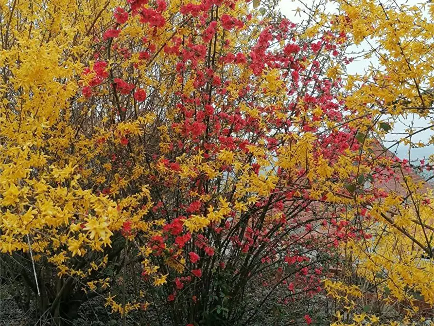Immagine 43 di Casa bifamiliare in vendita  in via Mondovì 36 a Envie