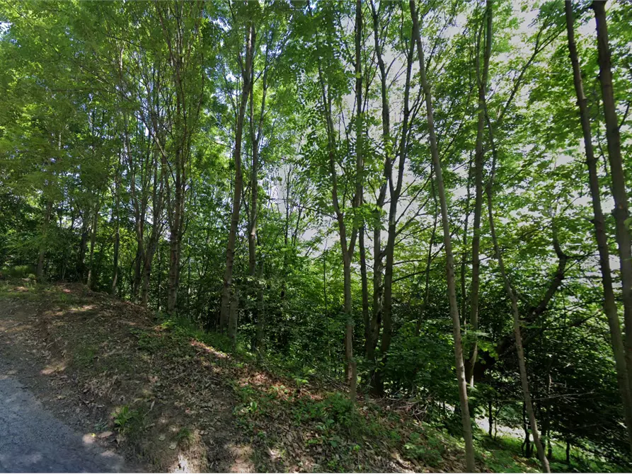 Immagine 5 di Terreno agricolo in vendita  in via Massera 16-30 a Prarostino