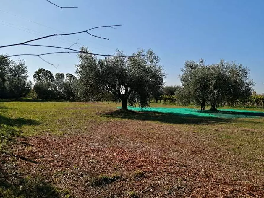 Immagine 1 di Terreno agricolo in vendita  a Lanuvio