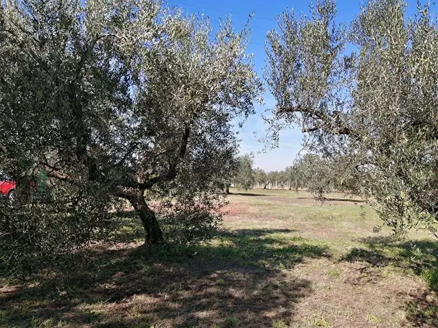Immagine 2 di Terreno agricolo in vendita  a Lanuvio