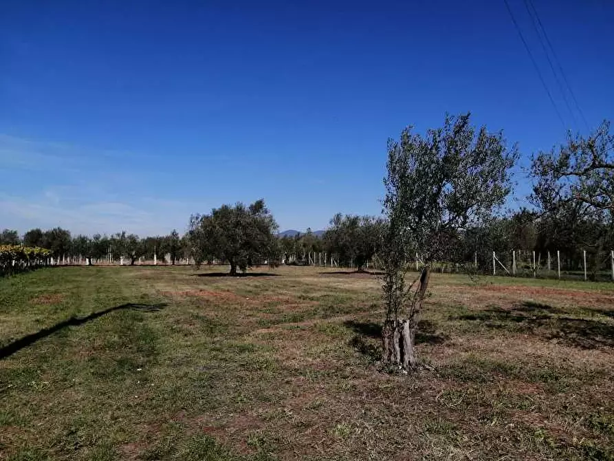 Immagine 3 di Terreno agricolo in vendita  a Lanuvio