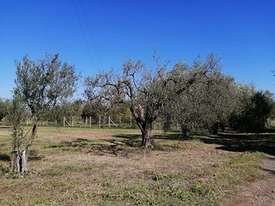 Immagine 4 di Terreno agricolo in vendita  a Lanuvio