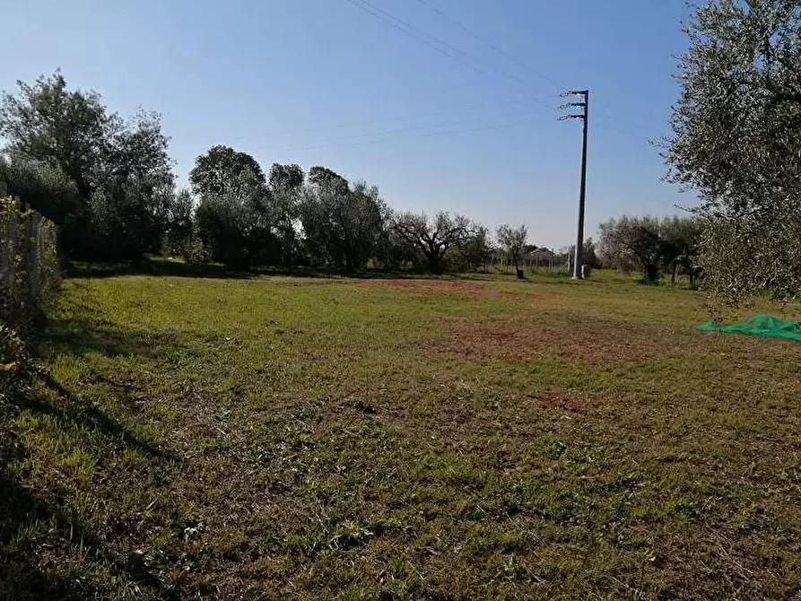 Immagine 5 di Terreno agricolo in vendita  a Lanuvio