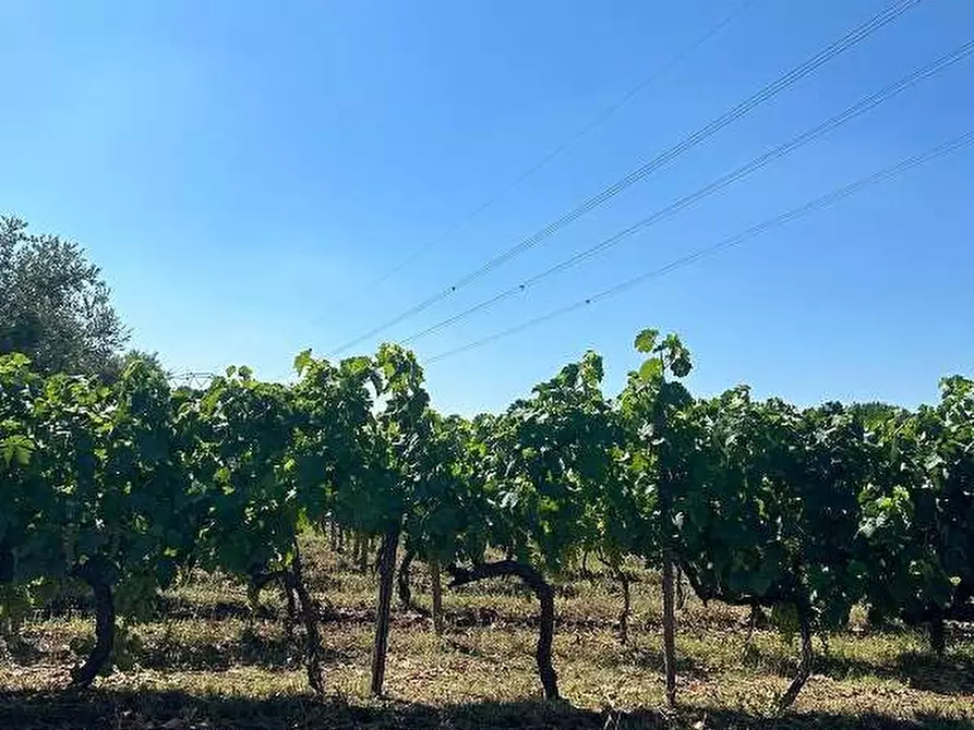 Immagine 9 di Terreno agricolo in vendita  in Via Velino a Lanuvio