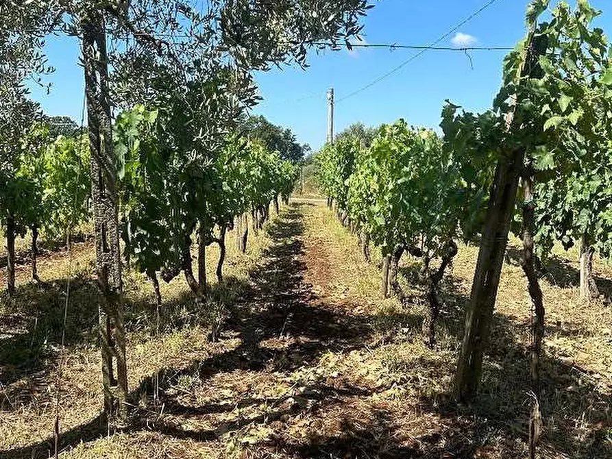Immagine 2 di Terreno agricolo in vendita  in Via Velino a Lanuvio
