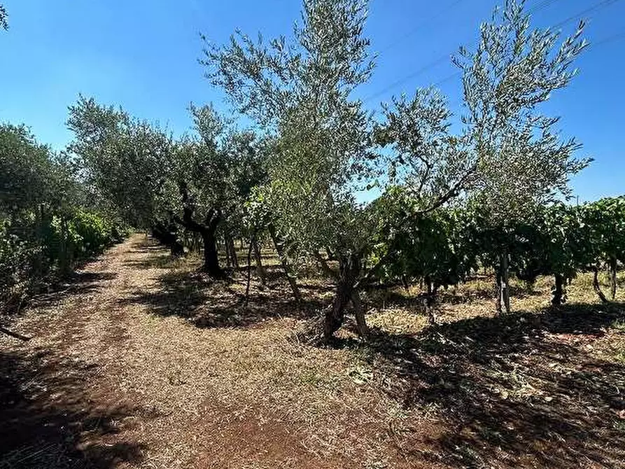Immagine 8 di Terreno agricolo in vendita  in Via Velino a Lanuvio