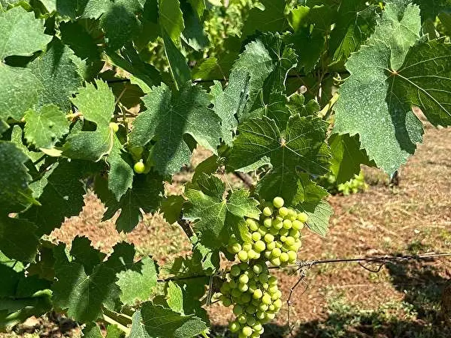 Immagine 1 di Terreno agricolo in vendita  in Via Velino a Lanuvio