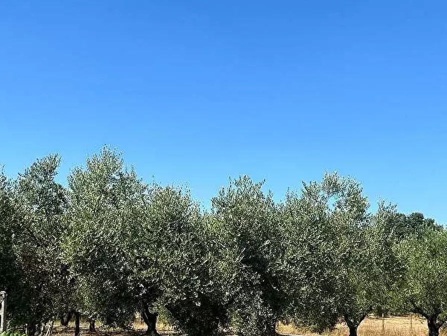 Immagine 7 di Terreno agricolo in vendita  in Via Velino a Lanuvio