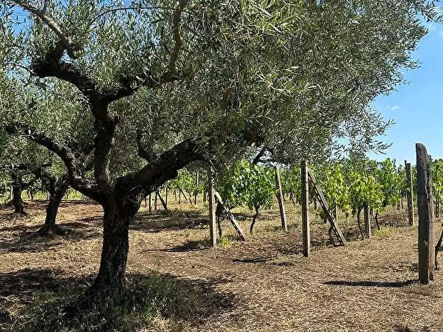 Immagine 5 di Terreno agricolo in vendita  in Via Velino a Lanuvio