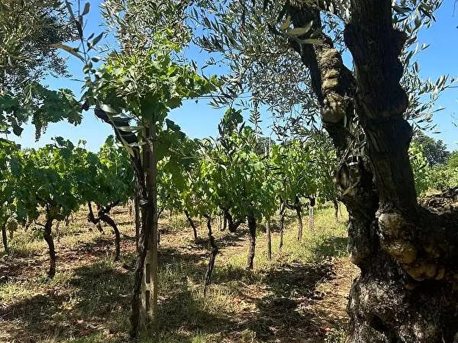 Immagine 3 di Terreno agricolo in vendita  in Via Velino a Lanuvio