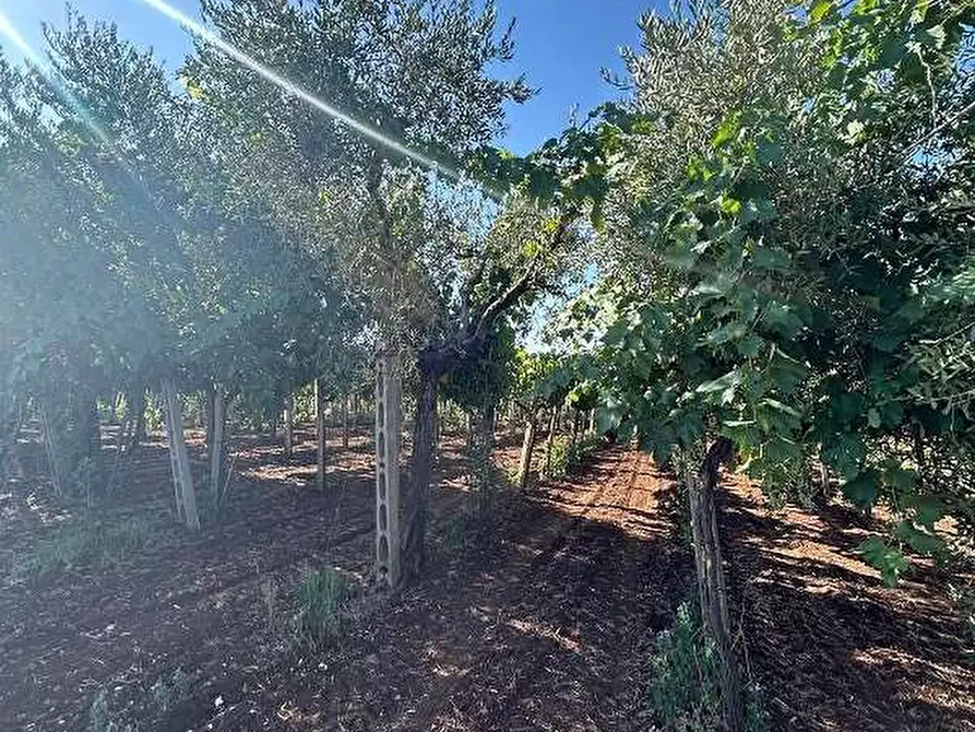 Immagine 4 di Terreno agricolo in vendita  in Via Vigne Nuove a Genzano Di Roma