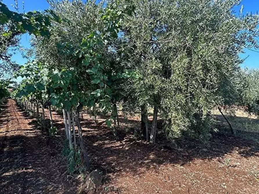 Immagine 3 di Terreno agricolo in vendita  in Via Vigne Nuove a Genzano Di Roma