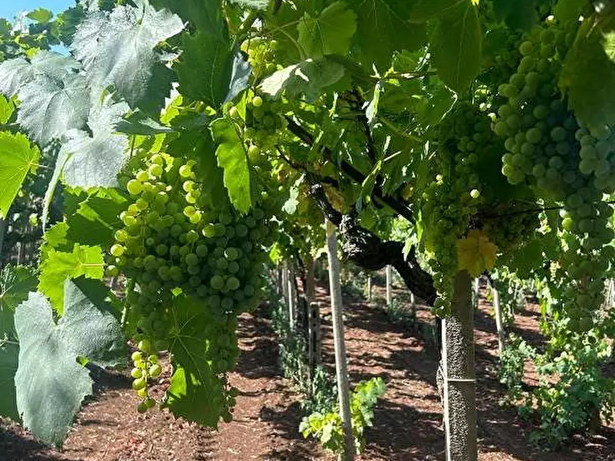 Immagine 2 di Terreno agricolo in vendita  in Via Vigne Nuove a Genzano Di Roma