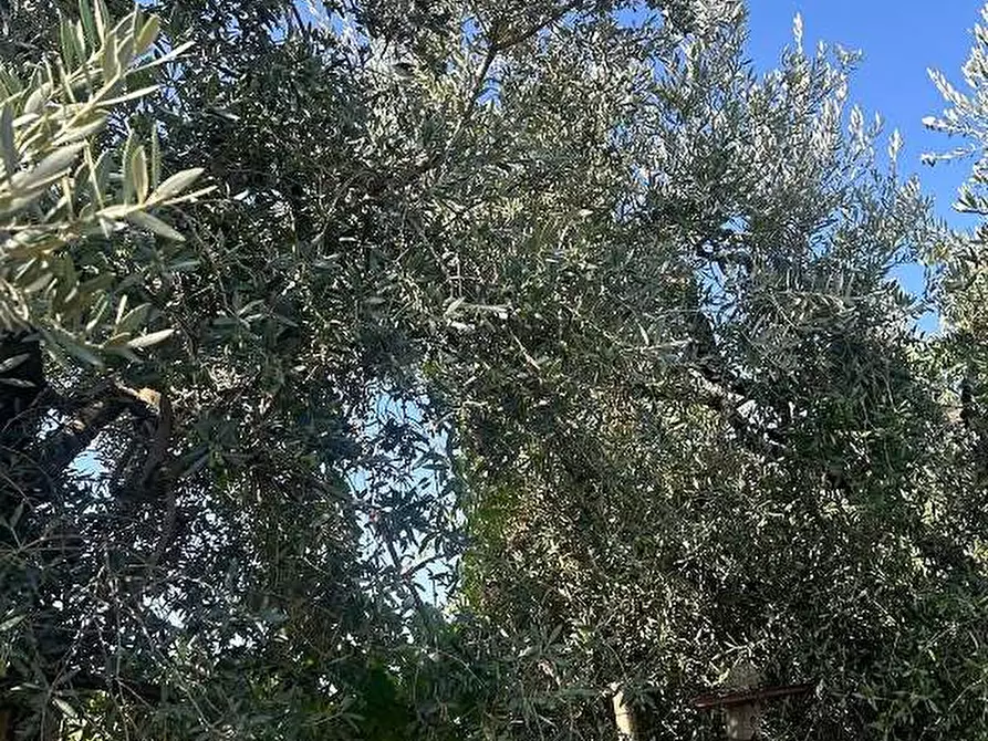 Immagine 5 di Terreno agricolo in vendita  in Via Vigne Nuove a Genzano Di Roma