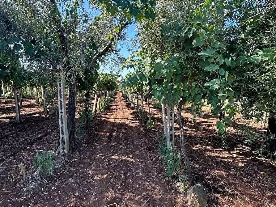 Immagine 1 di Terreno agricolo in vendita  in Via Vigne Nuove a Genzano Di Roma