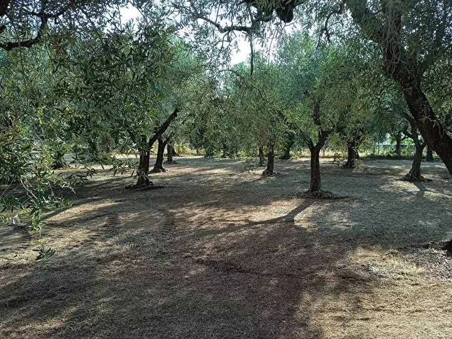 Immagine 4 di Terreno agricolo in vendita  in Via della fontanella 4 a Genzano Di Roma