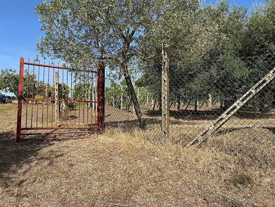 Immagine 10 di Terreno agricolo in vendita  in Via Astura a Lanuvio