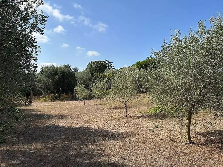 Immagine 5 di Terreno agricolo in vendita  in Via Astura a Lanuvio