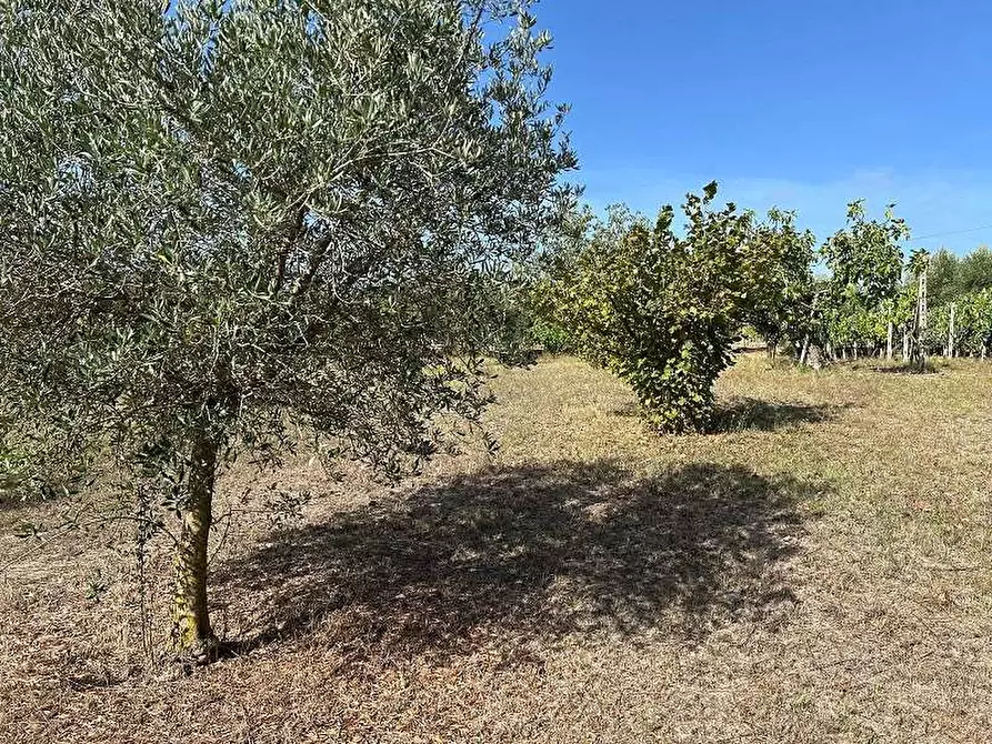 Immagine 7 di Terreno agricolo in vendita  in Via Astura a Lanuvio