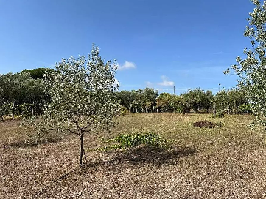 Immagine 6 di Terreno agricolo in vendita  in Via Astura a Lanuvio