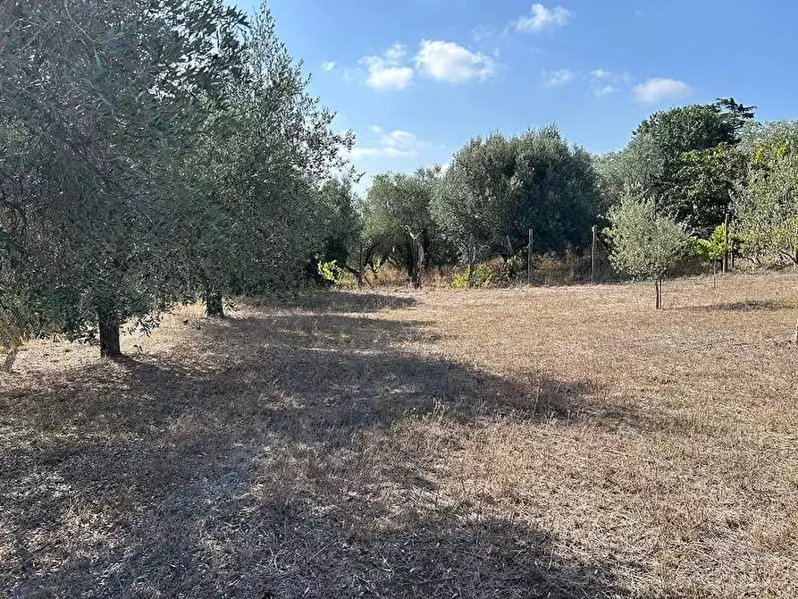Immagine 8 di Terreno agricolo in vendita  in Via Astura a Lanuvio