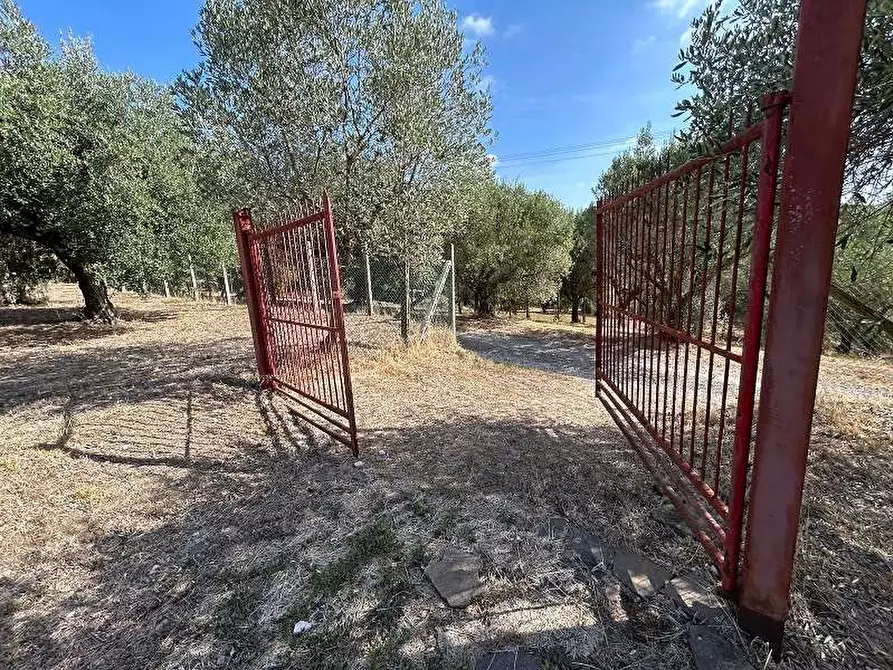 Immagine 9 di Terreno agricolo in vendita  in Via Astura a Lanuvio