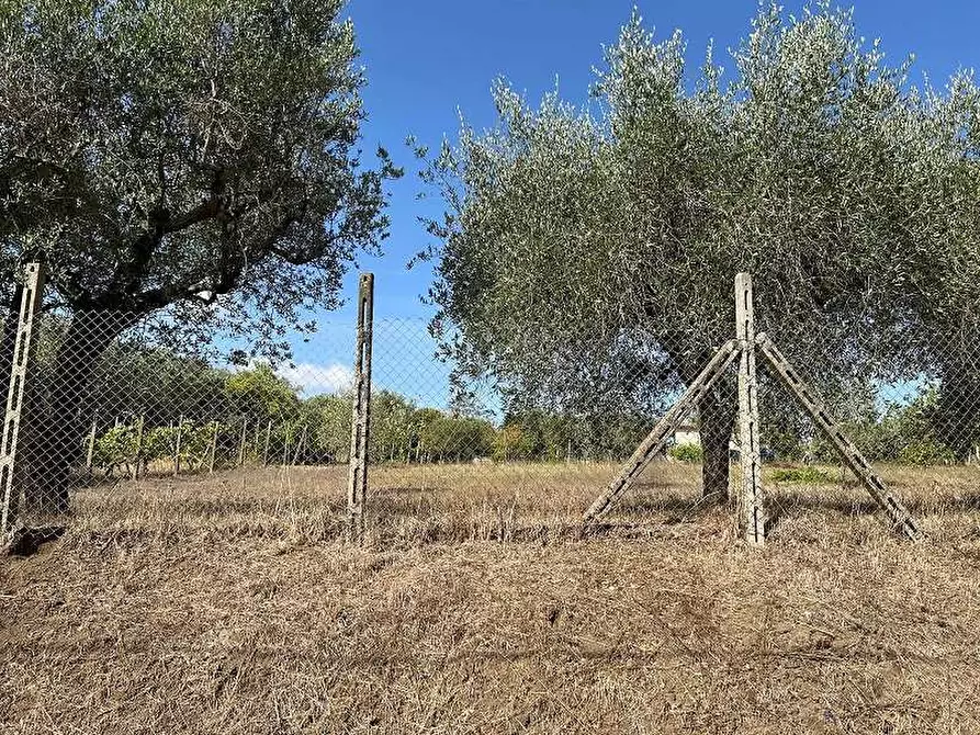 Immagine 11 di Terreno agricolo in vendita  in Via Astura a Lanuvio