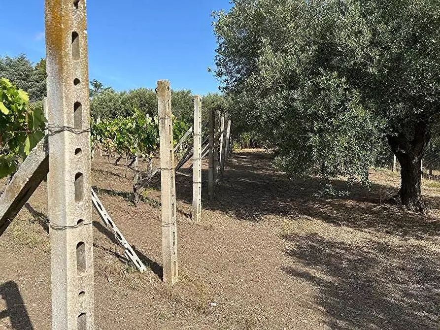 Immagine 4 di Terreno agricolo in vendita  in Via Astura a Lanuvio