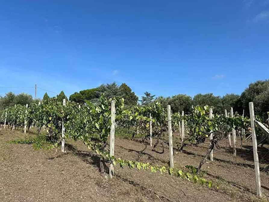 Immagine 2 di Terreno agricolo in vendita  in Via Astura a Lanuvio
