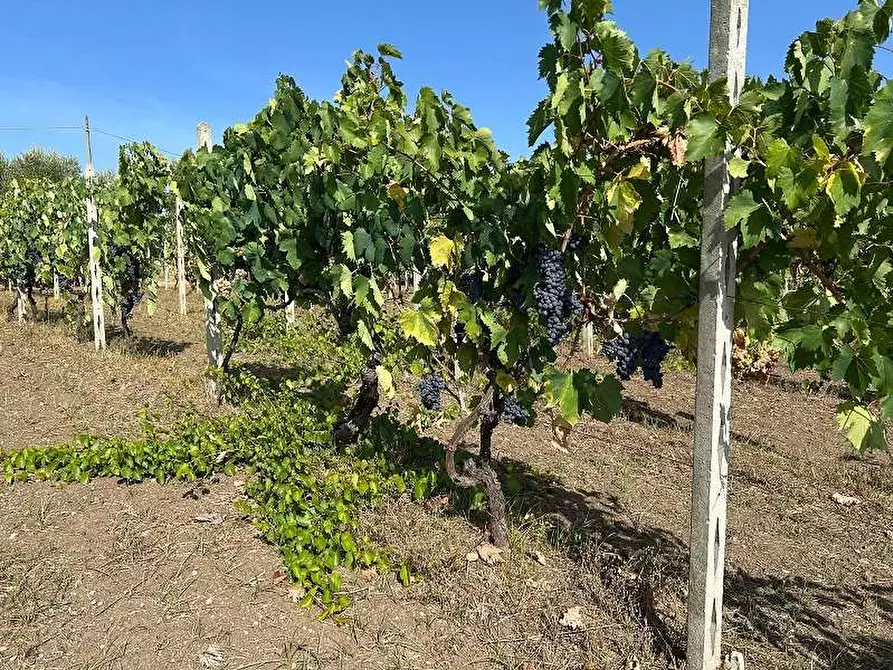 Immagine 3 di Terreno agricolo in vendita  in Via Astura a Lanuvio