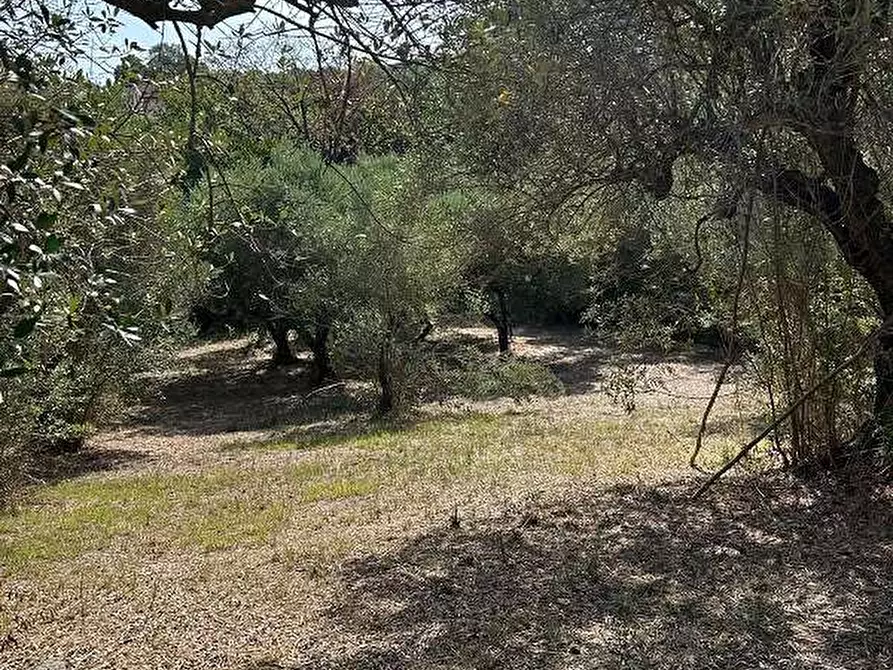 Immagine 3 di Terreno agricolo in vendita  in Via Astura a Lanuvio