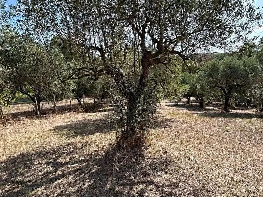 Immagine 4 di Terreno agricolo in vendita  in Via Astura a Lanuvio