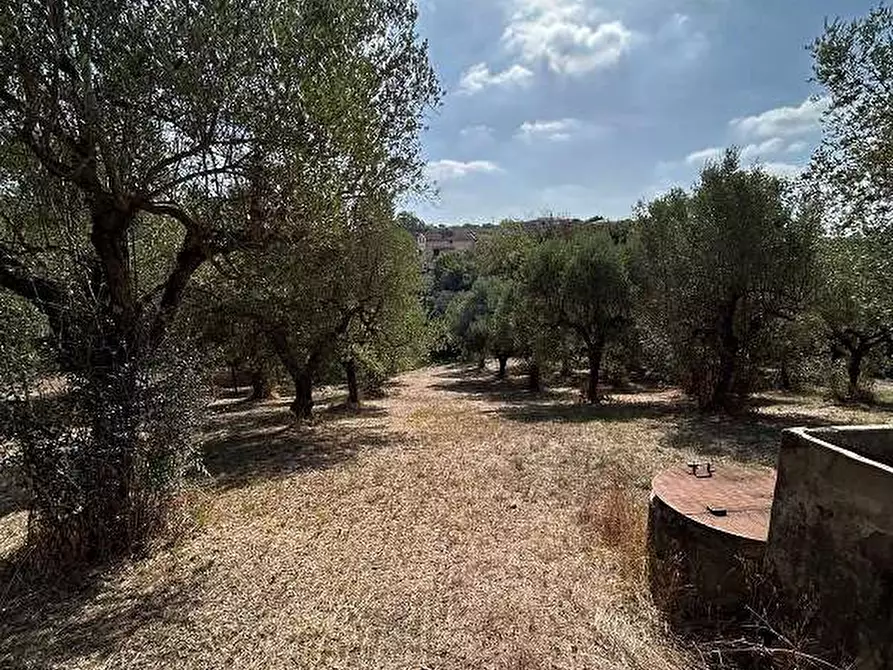 Immagine 2 di Terreno agricolo in vendita  in Via Astura a Lanuvio
