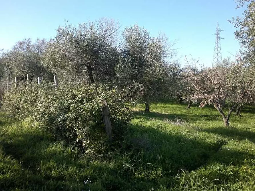 Immagine 3 di Terreno agricolo in vendita  in Via delle Selve a Lanuvio