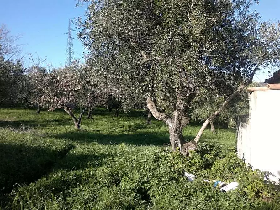 Immagine 4 di Terreno agricolo in vendita  in Via delle Selve a Lanuvio