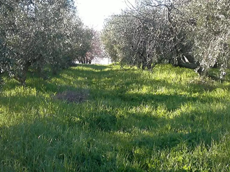 Immagine 5 di Terreno agricolo in vendita  in Via delle Selve a Lanuvio