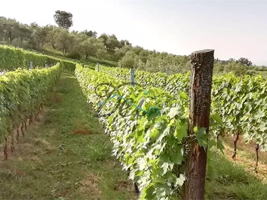 Immagine 2 di Terreno agricolo in vendita  in Via delle tese  5 a Capannori