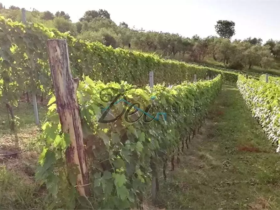 Immagine 3 di Terreno agricolo in vendita  in Via delle tese  5 a Capannori