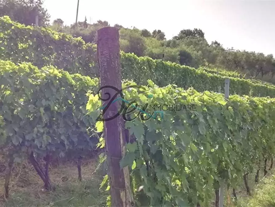 Immagine 4 di Terreno agricolo in vendita  in Via delle tese  5 a Capannori