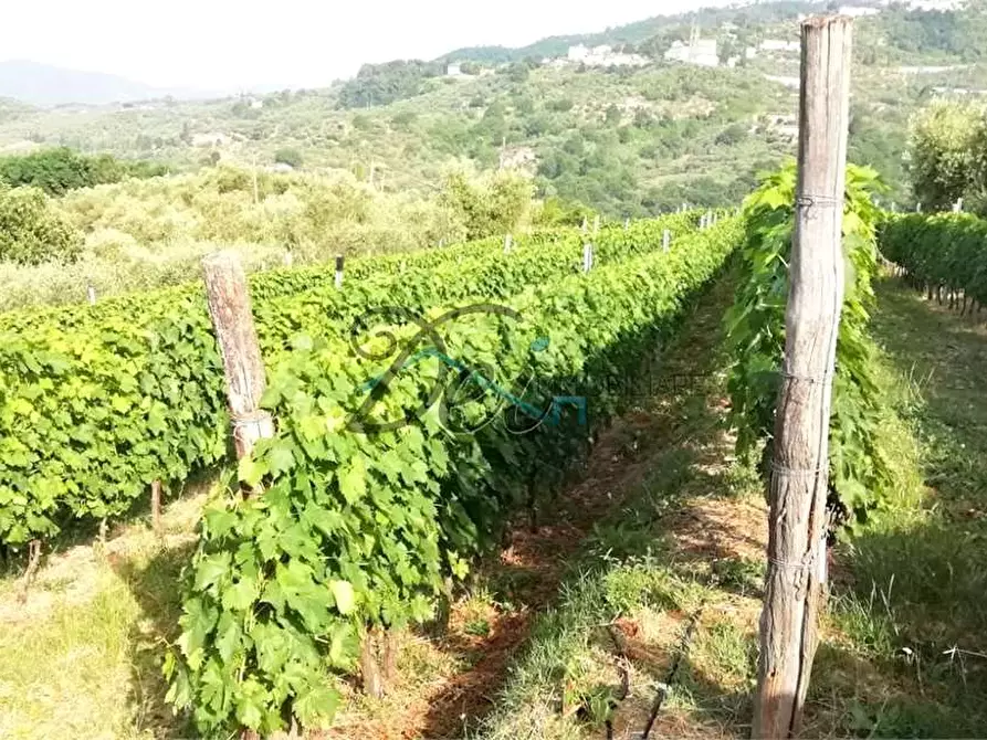 Immagine 5 di Terreno agricolo in vendita  in Via delle tese  5 a Capannori
