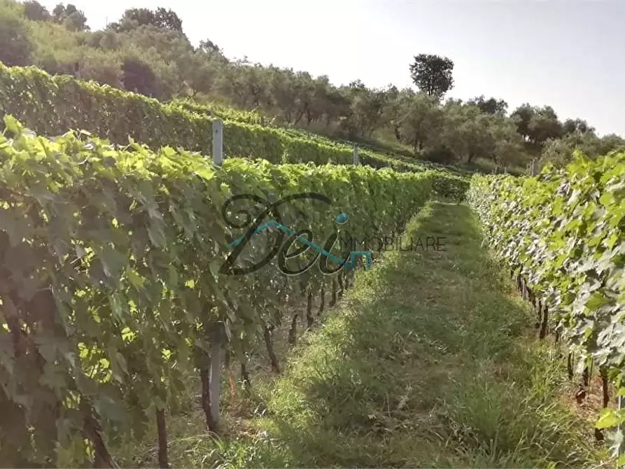 Immagine 6 di Terreno agricolo in vendita  in Via delle tese  5 a Capannori