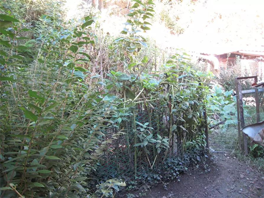 Immagine 8 di Rustico / casale in vendita  in pallanzeno 2 a Piedimulera