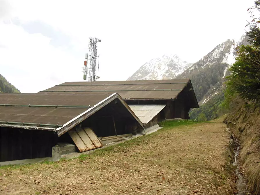Immagine 5 di Azienda agricola in vendita  in LOC.MOTTA a Macugnaga