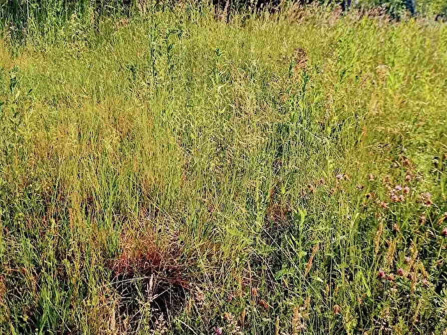 Immagine 29 di Casa indipendente in vendita  in fomarco 10 a Pieve Vergonte