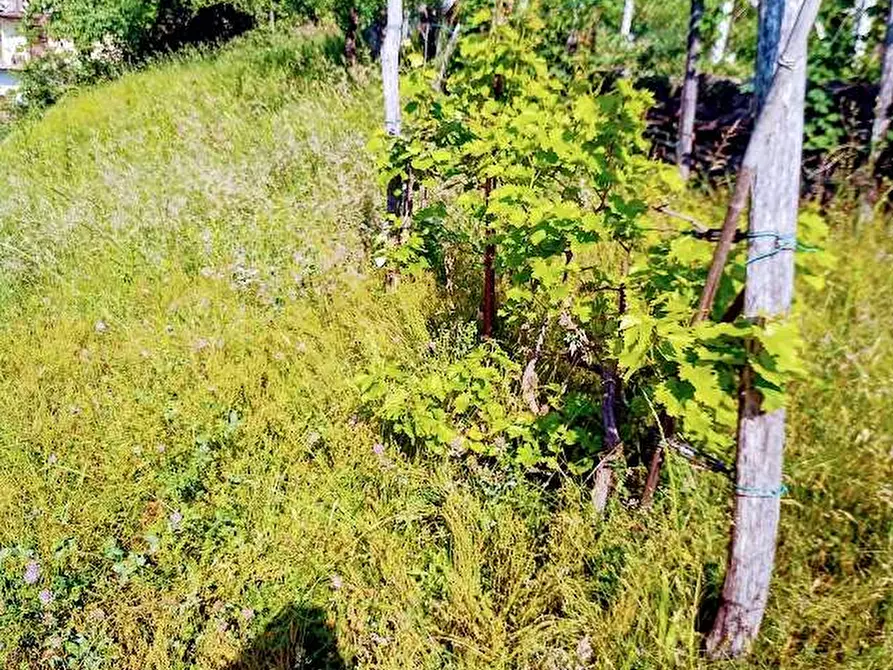 Immagine 25 di Casa indipendente in vendita  in fomarco 10 a Pieve Vergonte