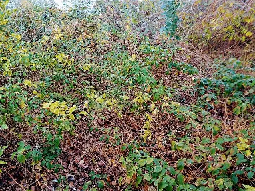 Immagine 15 di Rustico / casale in vendita  in CIMAMULERA a Piedimulera